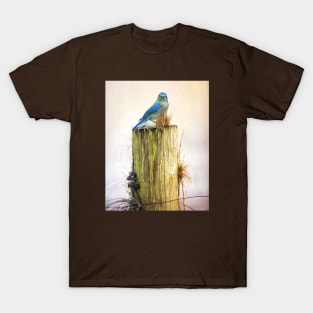 Female Eastern Bluebird T-Shirt